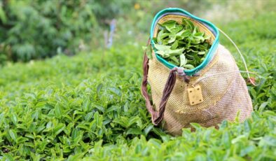 2025 Yaş Çay Alım Fiyatları Açıklandı
