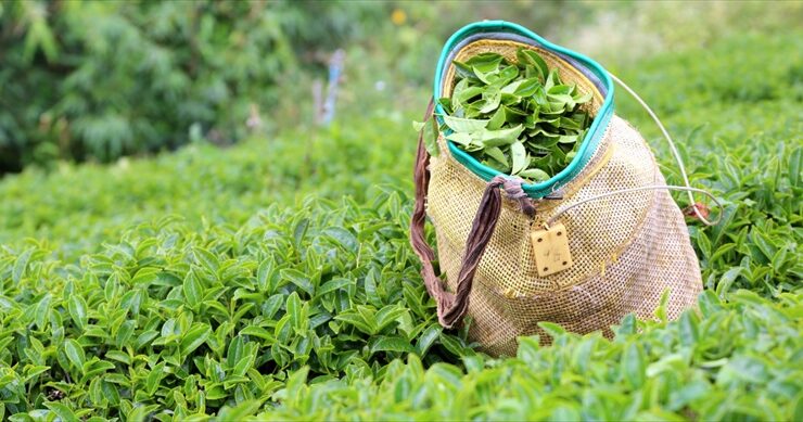 2025 Yaş Çay Alım Fiyatları Açıklandı