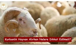 Kurbanlık Hayvan Alırken Nelere Dikkat Edilmeli?