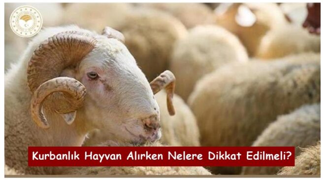 Kurbanlık Hayvan Alırken Nelere Dikkat Edilmeli?