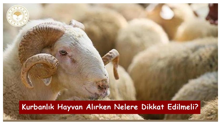 Kurbanlık Hayvan Alırken Nelere Dikkat Edilmeli?