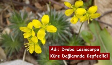 Adı Draba Lasiocarpa Olan Bu Bitki Kastamonu Küre Dağlarında Keşfedildi