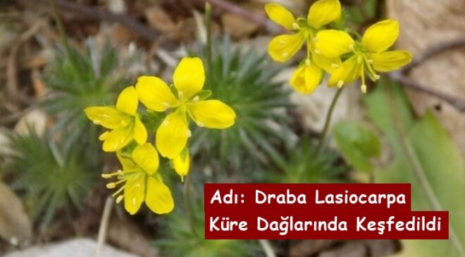 Adı Draba Lasiocarpa Olan Bu Bitki Kastamonu Küre Dağlarında Keşfedildi