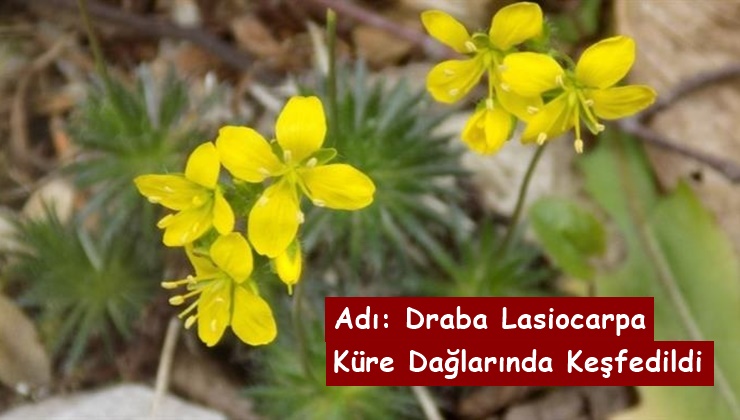 Adı Draba Lasiocarpa Olan Bu Bitki Kastamonu Küre Dağlarında Keşfedildi
