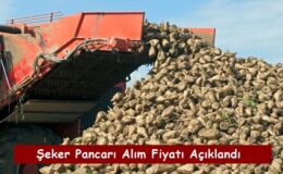 Şeker Pancarı Alım Fiyatı Açıklandı