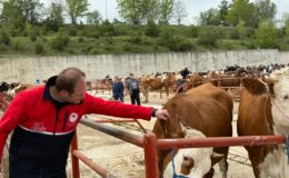 Kastamonu’da Kurban Bayramı Öncesi Canlı Hayvan Pazarında Denetimler Sürüyor