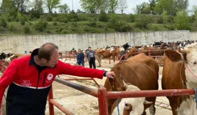 Kastamonu’da Kurban Bayramı Öncesi Canlı Hayvan Pazarında Denetimler Sürüyor
