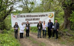 Kestane Ormanlarına 3 Bin “Savaşçı” Böcek Bırakıldı