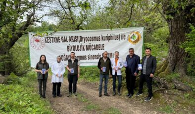 Kestane Ormanlarına 3 Bin “Savaşçı” Böcek Bırakıldı
