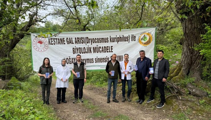 Kestane Ormanlarına 3 Bin “Savaşçı” Böcek Bırakıldı
