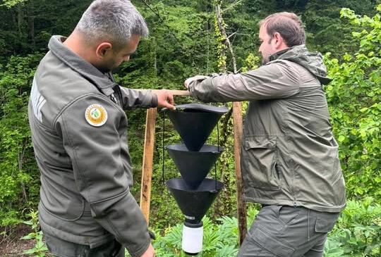 Büyük Göknar Kabuk Böceğine Karşı Feromon Tuzaklı Önlem!
