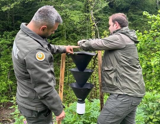 Büyük Göknar Kabuk Böceğine Karşı Feromon Tuzaklı Önlem!