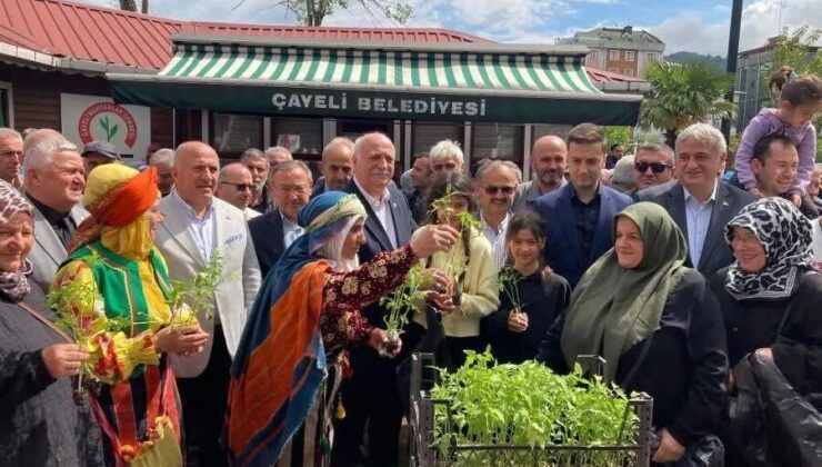 Çayeli’nde 20 Bin Ücretsiz Fide Dağıtıldı