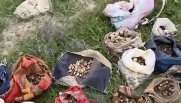 Dağlardan Topladıkları Şey Hayatlarını Kararttı: 10 Kişiye 7 Milyon TL Ceza!