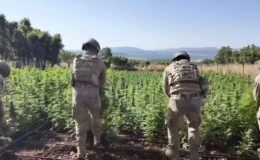 Jandarmadan Tarihi Uyuşturucu Operasyonu: 1.7 Milyon Kök Kenevir Ele Geçirildi