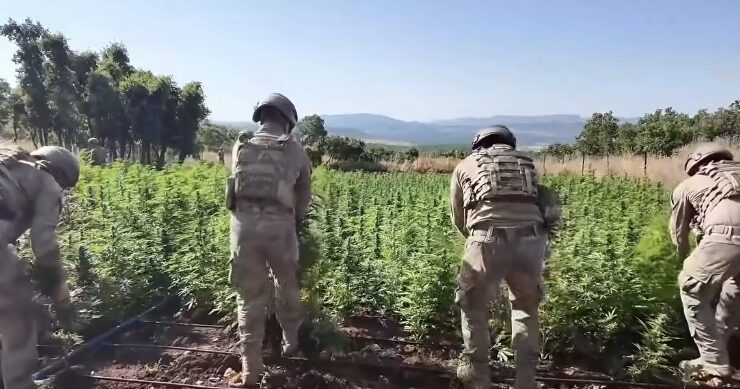 Jandarmadan Tarihi Uyuşturucu Operasyonu: 1.7 Milyon Kök Kenevir Ele Geçirildi