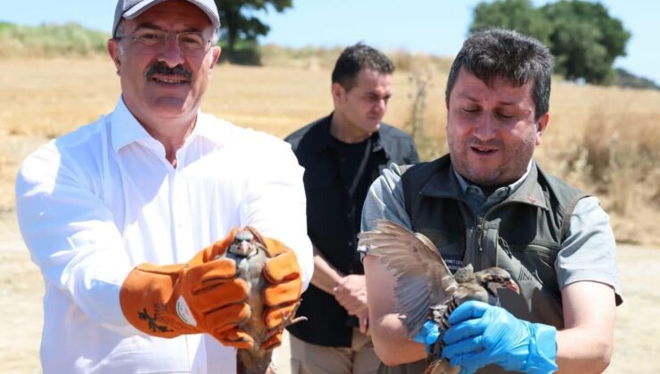 Çanakkale’de Kınalı Keklikler Doğal Yaşam Alanıyla Buluştu!