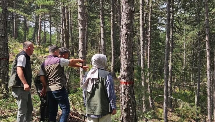 Kastamonu Daday’da Geleceğin Ormanları İçin Kritik İnceleme