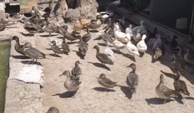 Edirne’de Baskın Yapılan Adresten Çıkanlar Ekipleri Bile Şaşırttı!