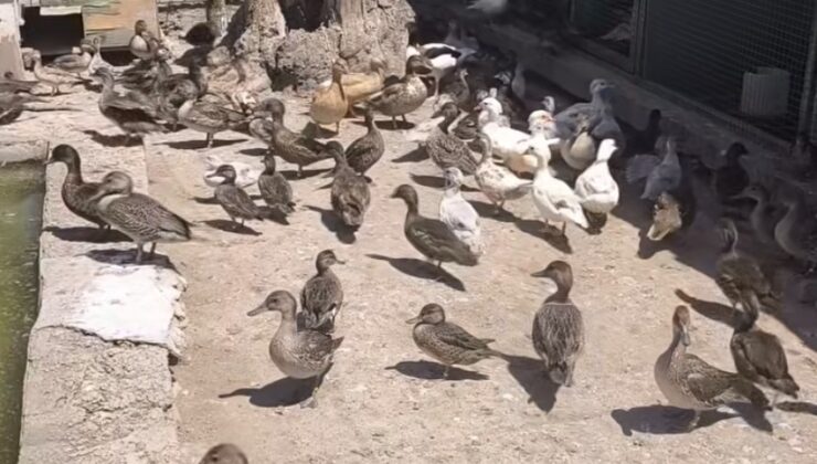 Edirne’de Baskın Yapılan Adresten Çıkanlar Ekipleri Bile Şaşırttı!
