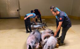 Gürpınar Balık Hali’nde Kaçak Orkinos Operasyonu! 700 Kilo Balığa El Konuldu