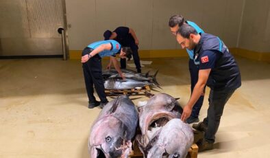Gürpınar Balık Hali’nde Kaçak Orkinos Operasyonu! 700 Kilo Balığa El Konuldu