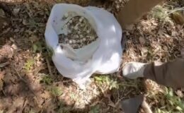 Dağ Sarımsağı Toplayana Yazılan Ceza Dudak Uçuklattı