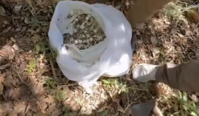 Dağ Sarımsağı Toplayana Yazılan Ceza Dudak Uçuklattı