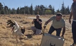 SADAKATİYLE YÜREK DAĞLAYAN LEYLEK ÖZGÜRLÜĞE KANAT ÇIRPTI!
